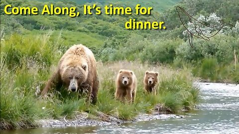 Kodiak brown bears hunting and playing at a wildlife refuge in Alaska