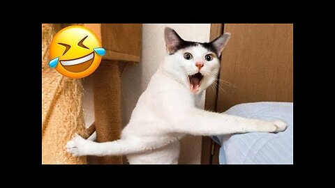 Funny moments about animals