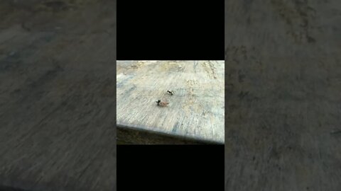 real life Red ant vs Black ant survival Battle