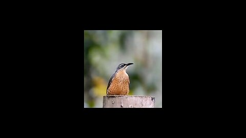 Dancing Birds