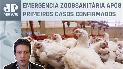 Gripe aviária vai impactar a economia de qual maneira? Alan Ghani explica