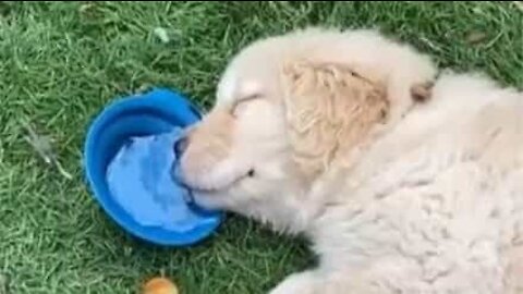 Puppy sleeps and drinks water at the same time