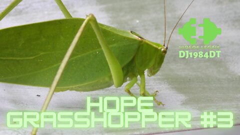 Hope Grasshopper #3