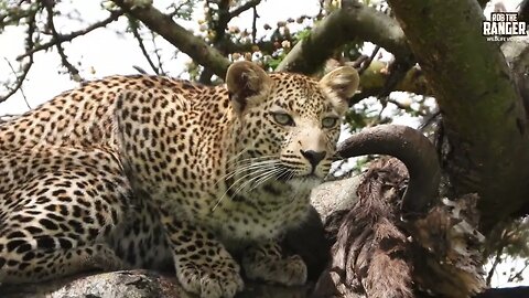 Leopard Chews Bones In A Tree | Lalashe Maasai Mara Safari