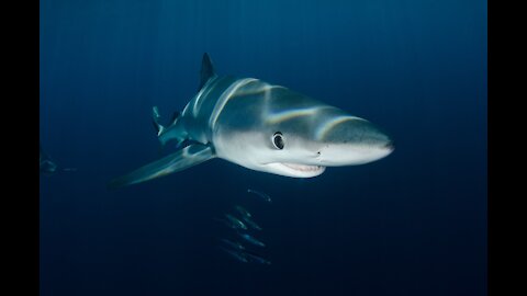 Blue shark