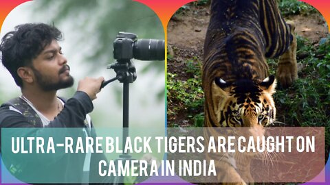 Ultra-rare BLACK tigers are caught on camera in India