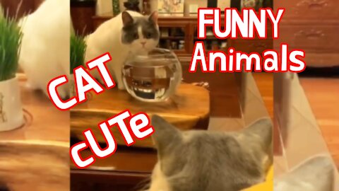 FUNNY animals Cat Cute