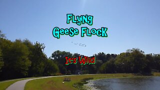 Flying Geese Flock