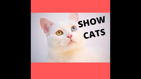 FUNNY SHOW CATS