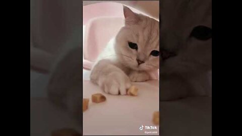 Lovely Cat, funny cats, funny cat videos 1631