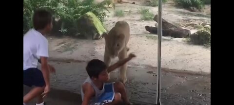 animals gone wrong 😀😁 animals funny videos