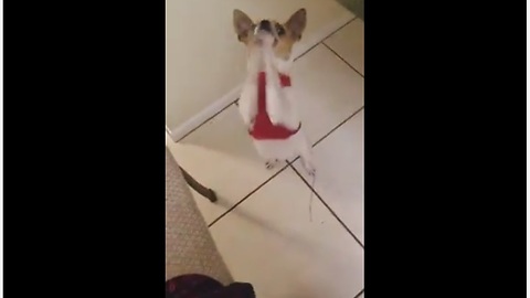 Cute dog literally begs for a treat