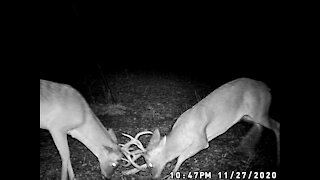 Young Texas Bucks Sparring