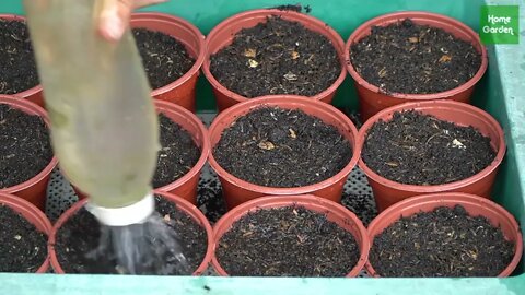 Growing Snow Leopard Melon,bear fruit all summer