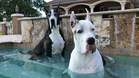 Talking Great Danes Enjoy a Chat in the Pool