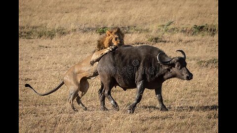 Lion hunting buffalo