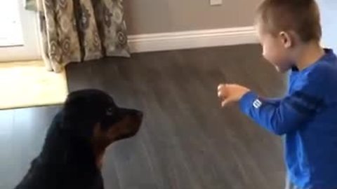 Rottweiler training with 4-year-old boy