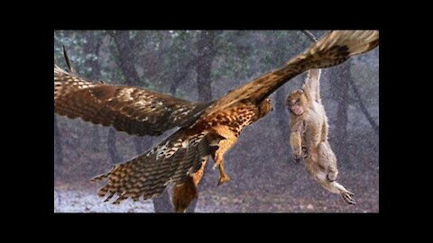 Mother monkey protects child against Eagle hunting but fails.