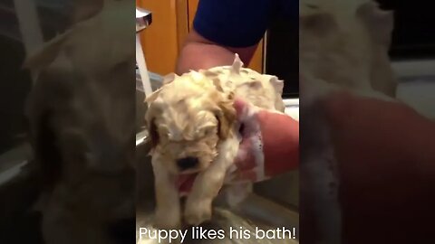 Puppy likes his bath! #funnyanimals #moviequotes #funnyanimalmoviequotes #adamsandler