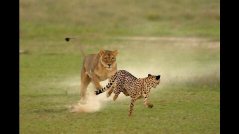 Lion vs Leopard funny