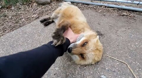 The cute laughing foxes