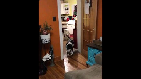 Dog Carries Bowl Full Of Food To Eat On The Couch