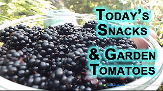 Today’s Snacks: Blackberries, Chocolate Covered Coffee Beans, Coconut Macaroons, & Garden Tomatoes