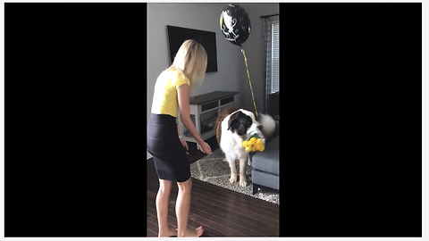 Jealous Saint Bernard steals owner's anniversary flowers