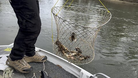 Catching Murray Crayfish Part4