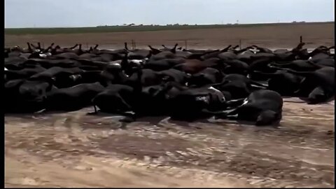 Thousands Of Cattle Die From Heat Wave? (What Is Going On?)