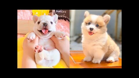 Baby Dogs - Funny Dog Videos