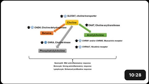 Choline helps improve cognitive performance in the elderly