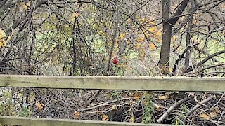 Cardinal chickadees and friends