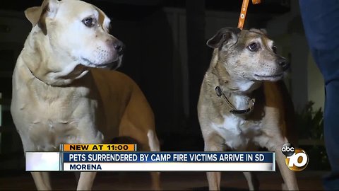 Pets surrendered by Camp Fire victims make way to San Diego