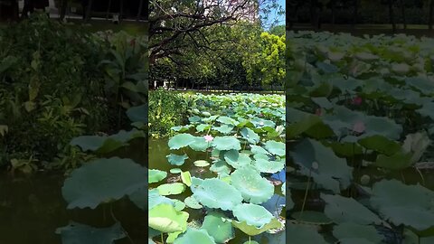 A Beautiful Lotus Lake #shorts