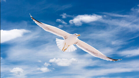 Birds flying in the sky | Whoever puts his trust in Allah, He will be sufficient for him