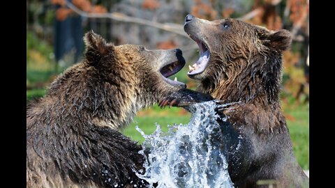 Mama Bear with two cubs fishing for salmon in a river