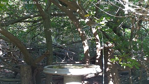 Key Largo - Northern Flicker