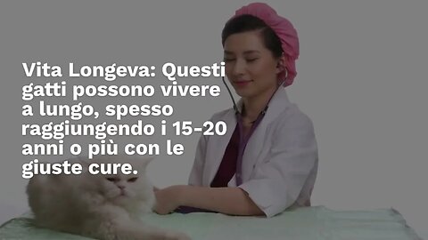 Tabella peso del gatto europeo: qual è il peso ideale?