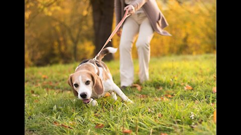 Training Your Dog Not To Pull On The Leash