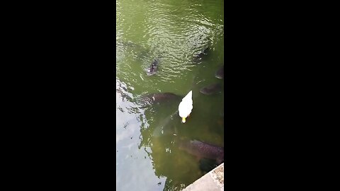 fish and duck true friendship