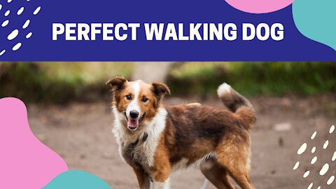 How to leash train your dog not to pull and loose lead walking TIPS