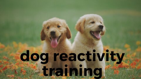 Leash reactive dog training top méthode