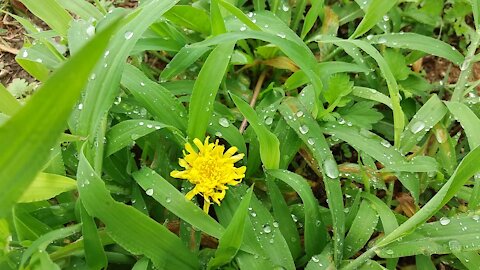 Raindrops on the leaves of grass.