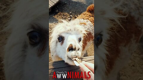 🤗 #AwwNIMALS - Goofy Grin: Alpaca's Playful Plea for a Treat 💕