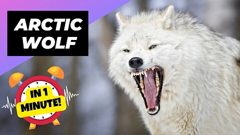 Arctic Wolf - In 1 Minute! 🐺 The Legend of the Arctic | 1 Minute Animals