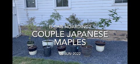 Couple New Japanese Maples