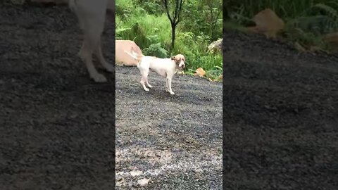 Dog runs off the bury his bone, very cute part I