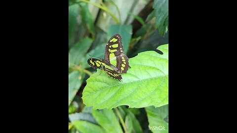 Malachite butterfly