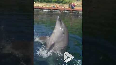 Playful Dolphin Wows Tourists By Playing The Drums On Water